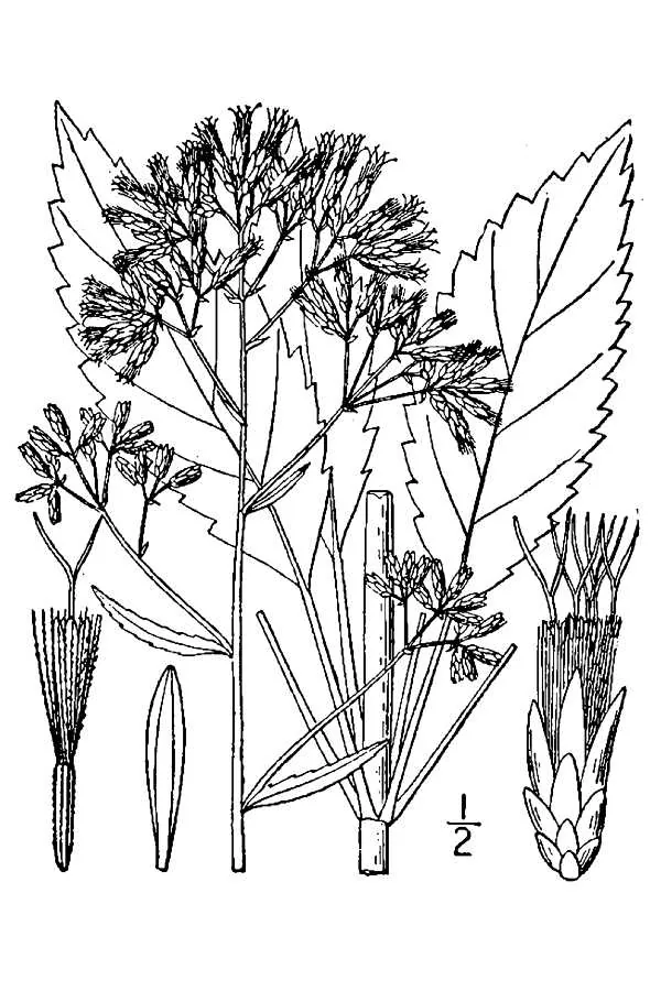 Joe Pye Weed (Eutrochium purpureum), botanical illustration
