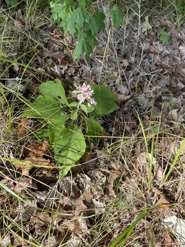 Photo: no rights reserved · cc0 · via iNaturalist Joe Pye Weed (Eutrochium purpureum), photograph