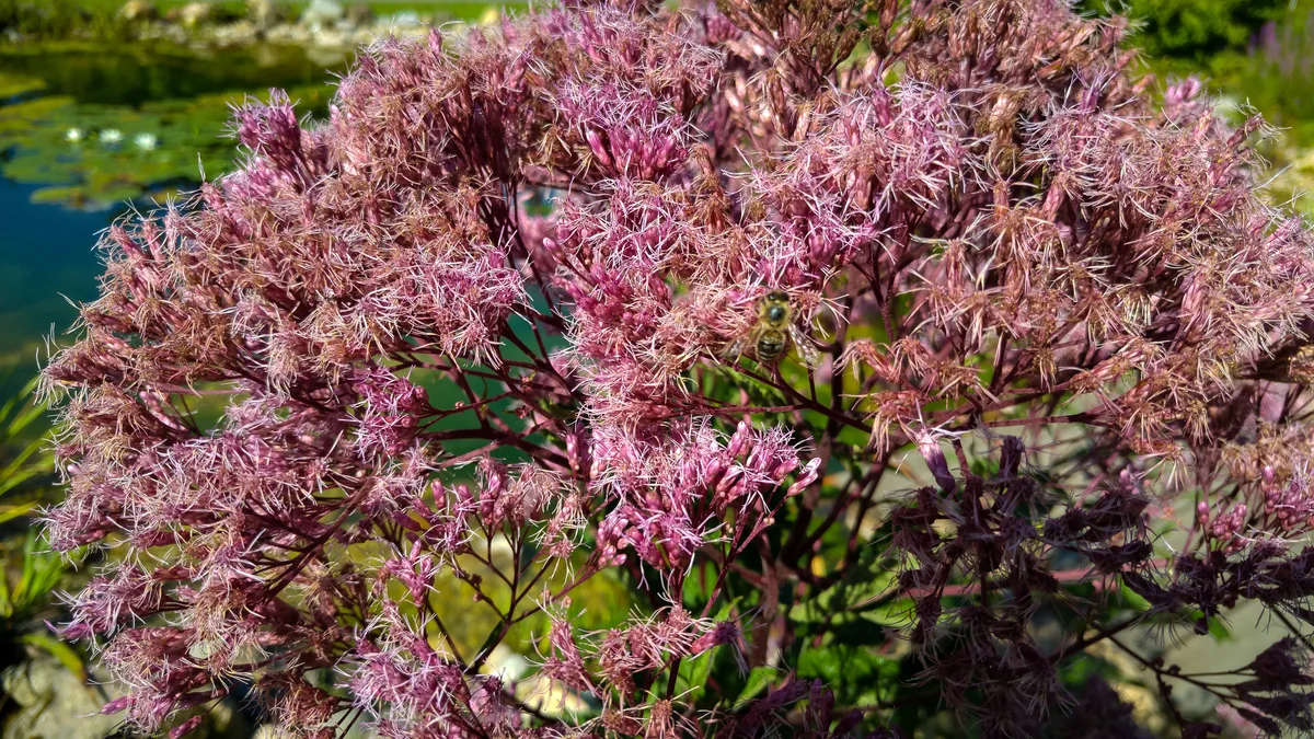 Photo: Plenuska, , via Wikimedia Commons · CC BY-SA 4.0 · via Wikimedia Commons Joe Pye weed (Eutrochium purpureum), photograph