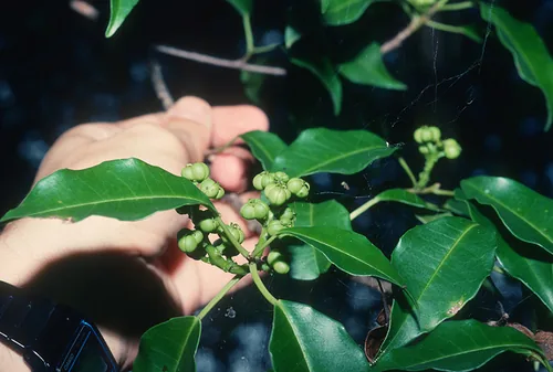 Fetaanu (Excoecaria agallocha), photograph