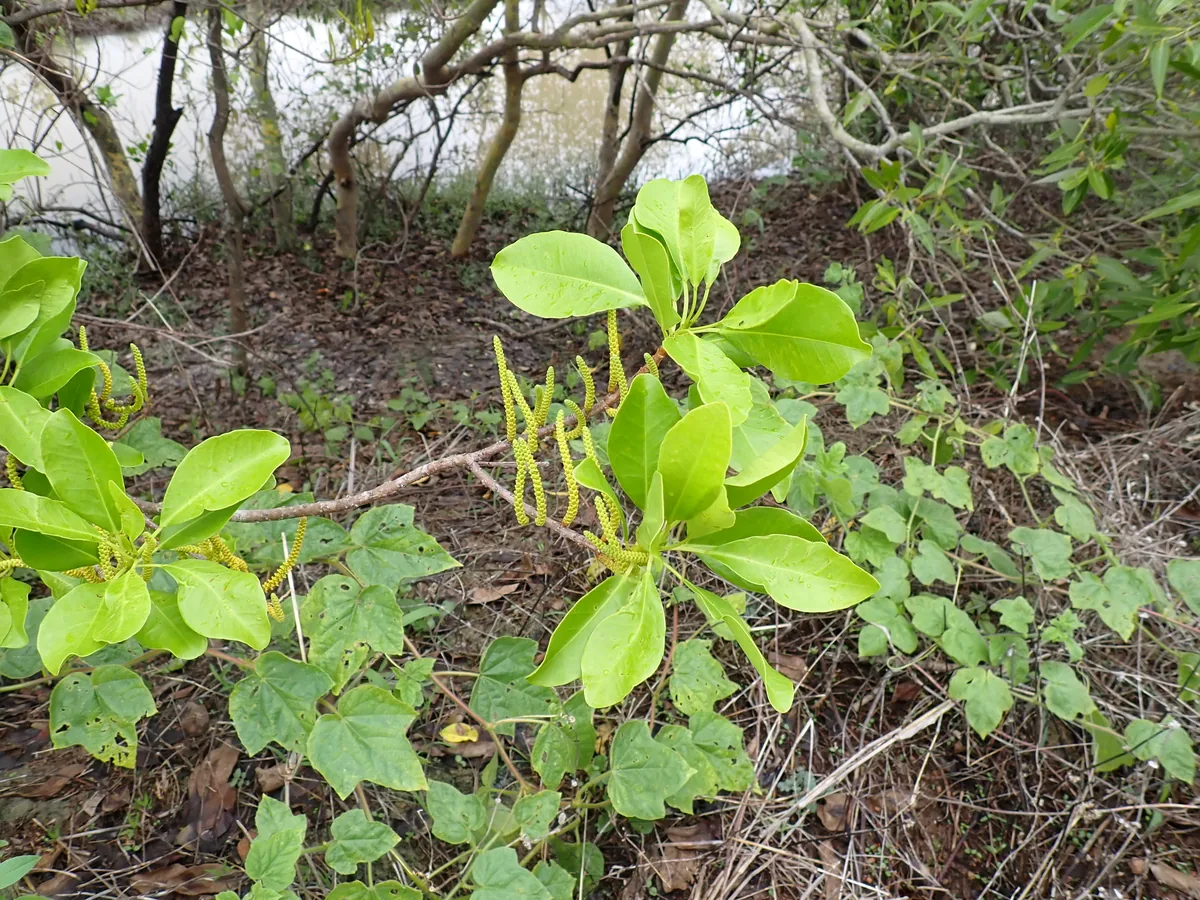 Fetaanu (Excoecaria agallocha), photograph