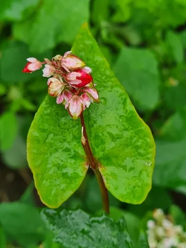 Buckwheat (Fagopyrum esculentum), photograph