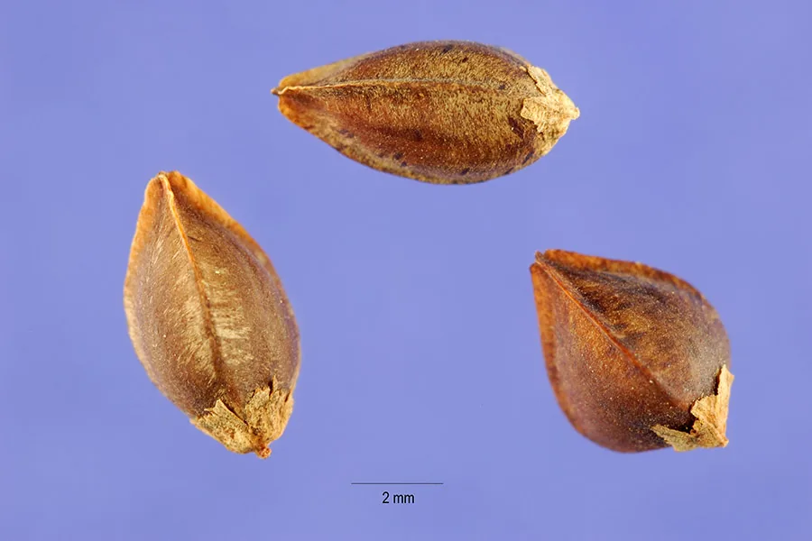 Buckwheat (Fagopyrum esculentum), photograph