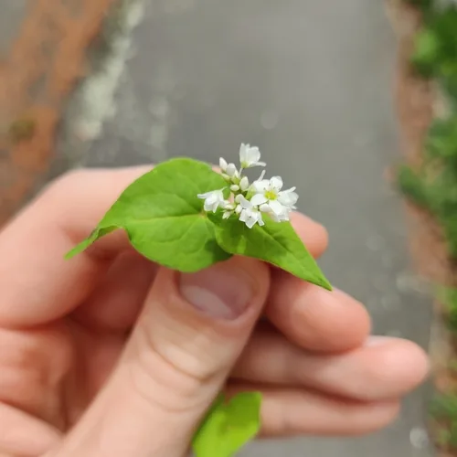 Photo: (c) Joe Dillon, some rights reserved (CC BY) · cc-by · via iNaturalist Buckwheat (Fagopyrum esculentum), photograph