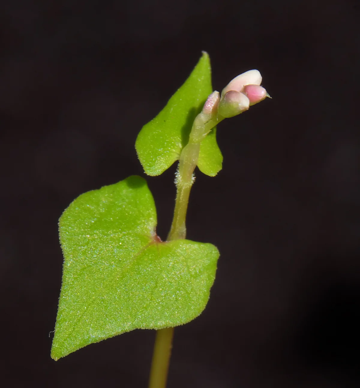 Buckwheat (Fagopyrum esculentum), photograph