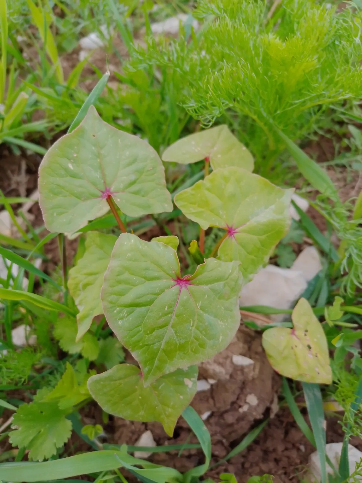 Buckwheat (Fagopyrum esculentum), photograph