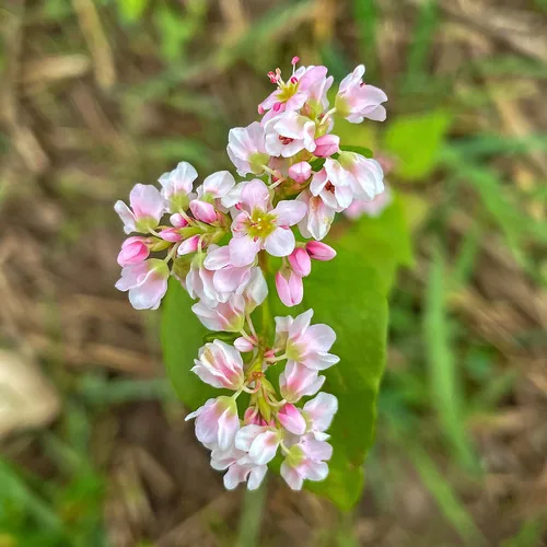 buckwheat, photograph