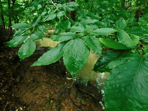 American beech (Fagus grandifolia), photograph