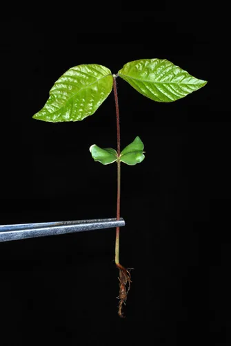 American Beech (Fagus grandifolia), photograph