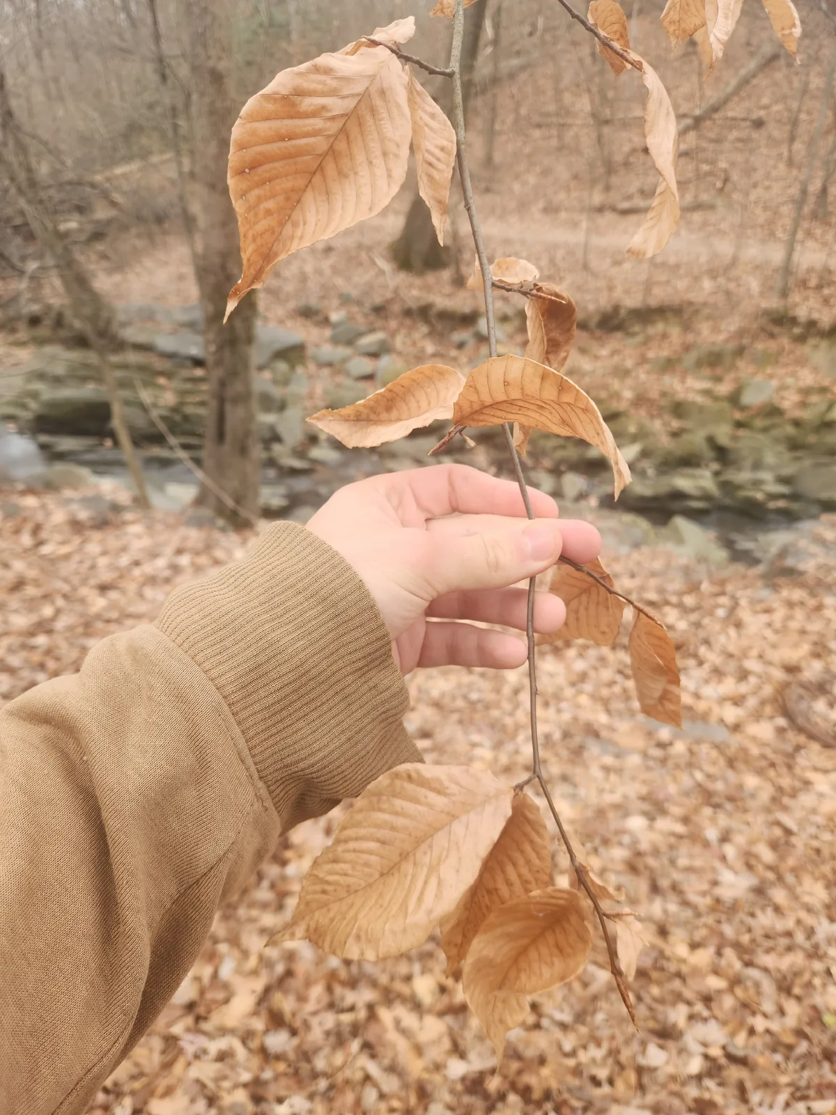 American Beech (Fagus grandifolia), photograph