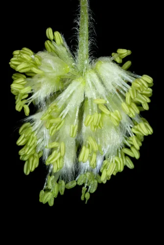 American Beech (Fagus grandifolia), photograph