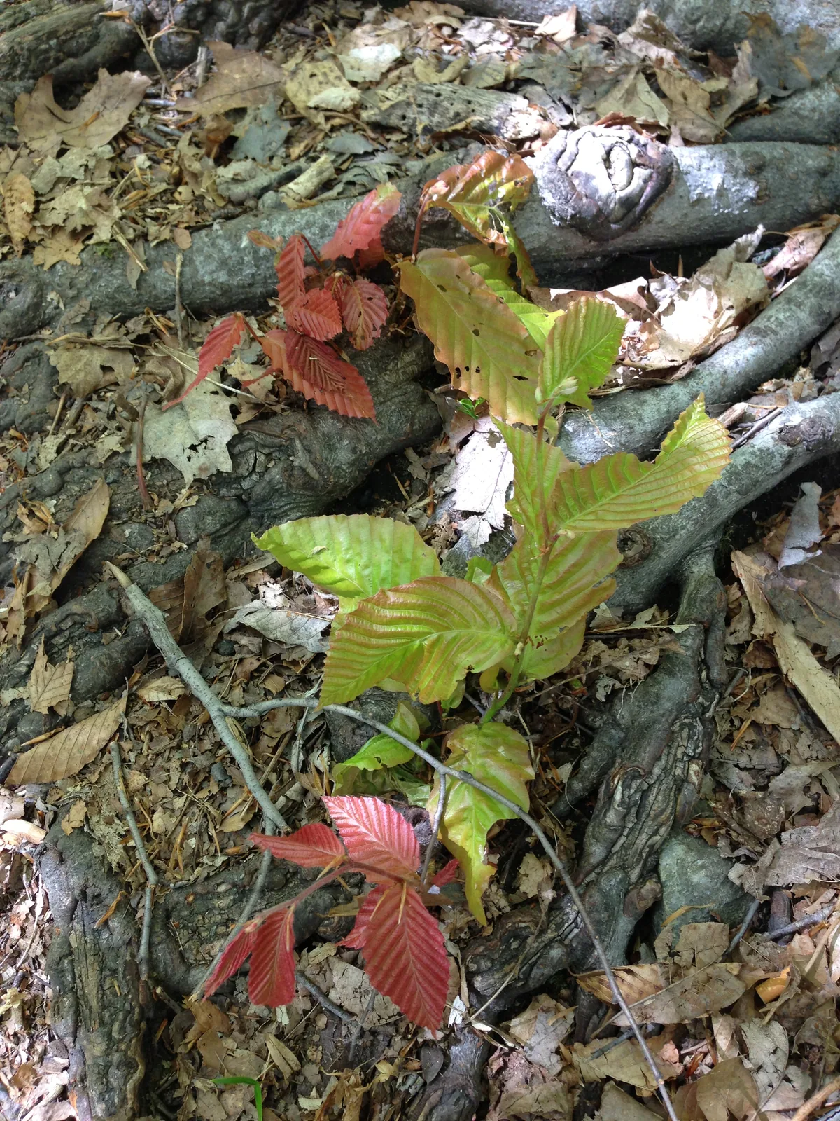 American Beech (Fagus grandifolia), photograph
