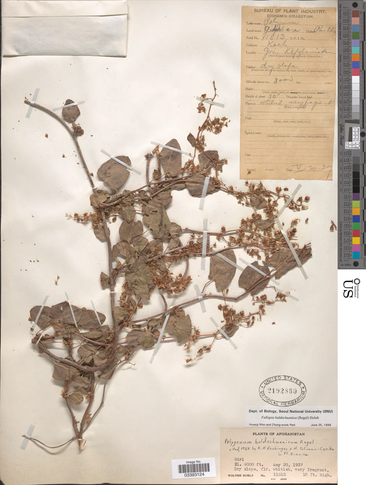 silver lace vine (Fallopia baldschuanica), photograph