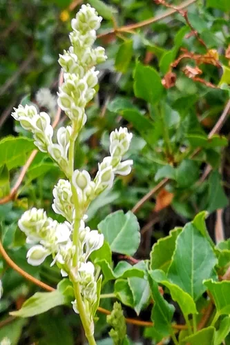 silver lace vine (Fallopia baldschuanica), photograph