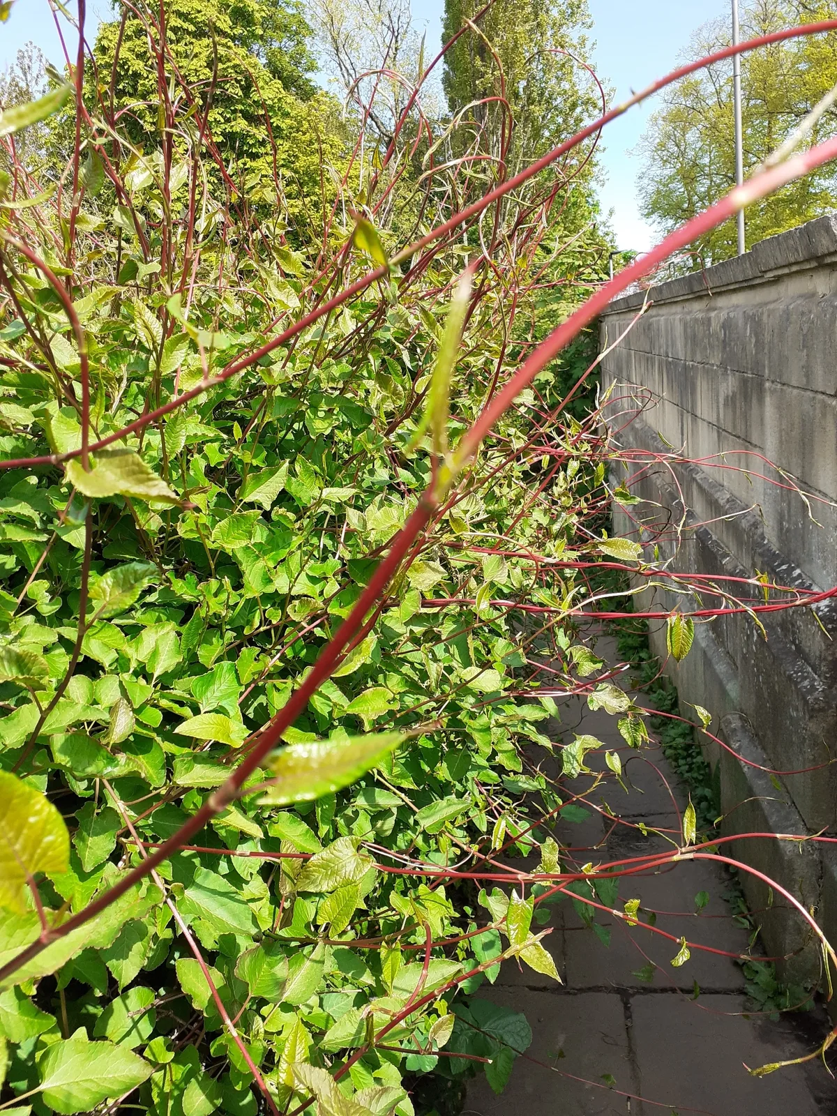 silver lace vine (Fallopia baldschuanica), photograph