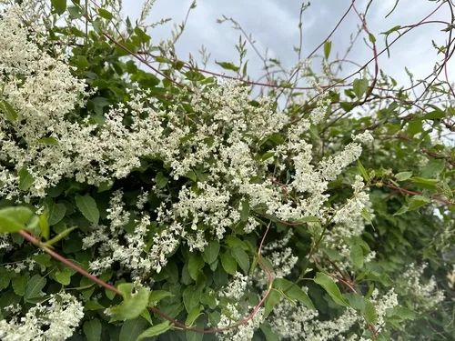 silver lace vine (Fallopia baldschuanica), photograph