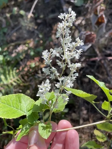 silver lace vine (Fallopia baldschuanica), photograph
