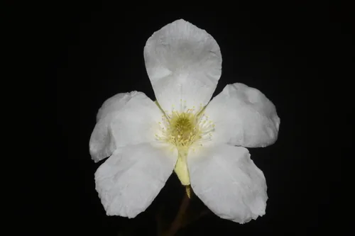 Photo: (c) Brian Finzel, some rights reserved (CC BY-SA) · cc-by-sa · via iNaturalist Apache Plume (Fallugia paradoxa), photograph
