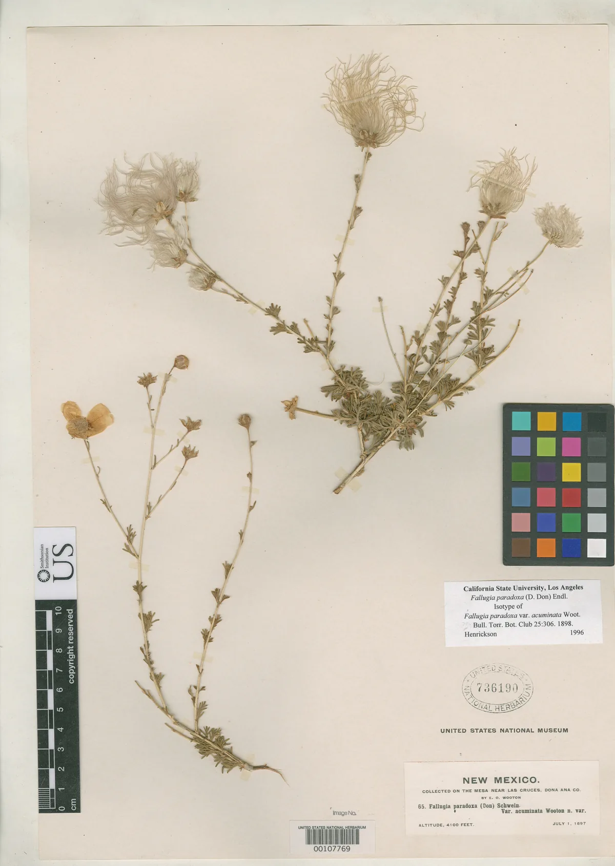 Apache Plume (Fallugia paradoxa), photograph