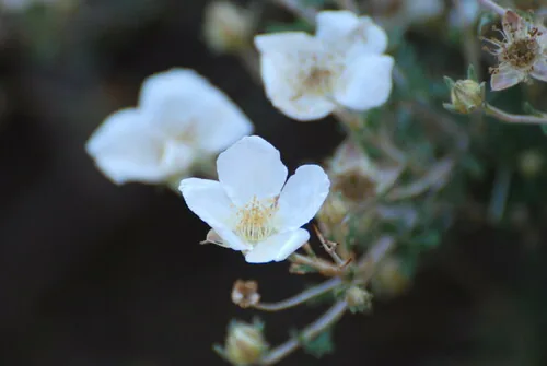 Apache Plume (Fallugia paradoxa), photograph