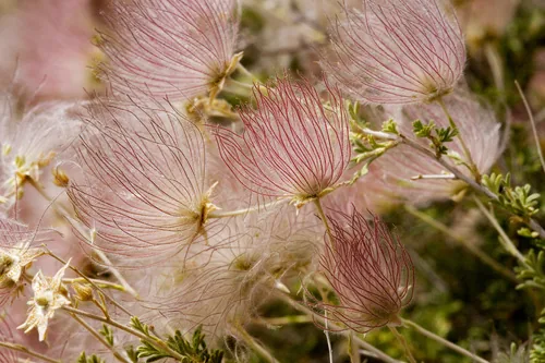 Apache Plume, photograph