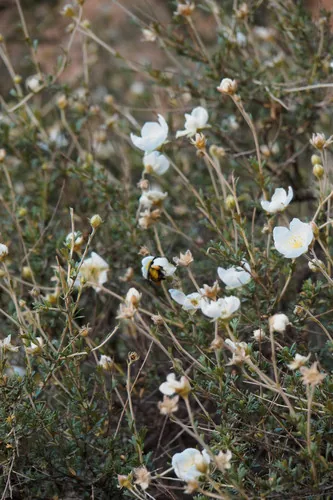 Apache Plume (Fallugia paradoxa), photograph