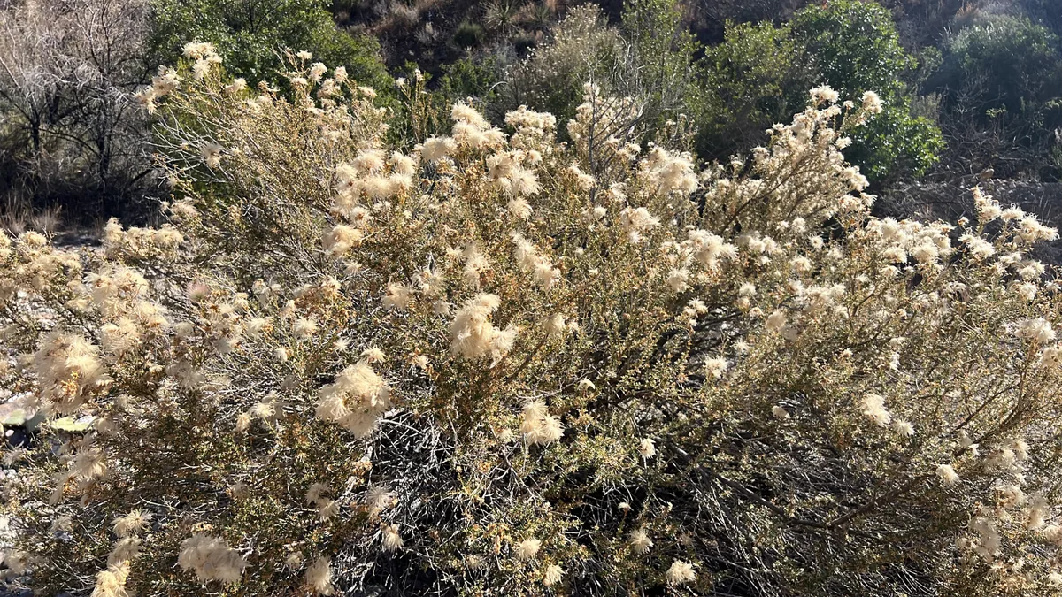 Apache Plume (Fallugia paradoxa), photograph