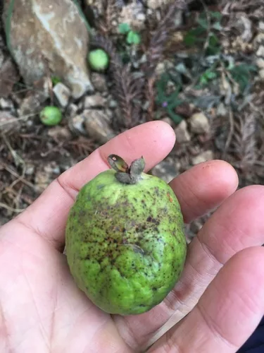 Photo: (c) B. Phalan, some rights reserved · CC BY · via iNaturalist feijoa (Feijoa sellowiana), photograph