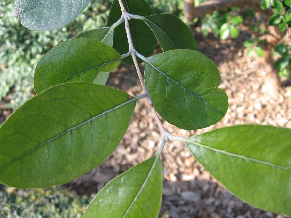 feijoa (Feijoa sellowiana), photograph