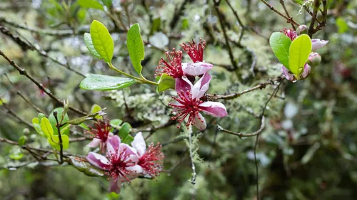 feijoa (Feijoa sellowiana), photograph