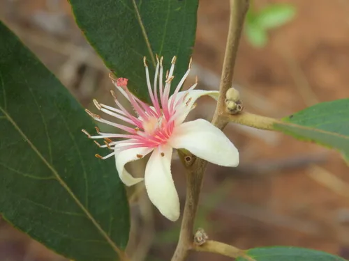 feijoa (Feijoa sellowiana), photograph