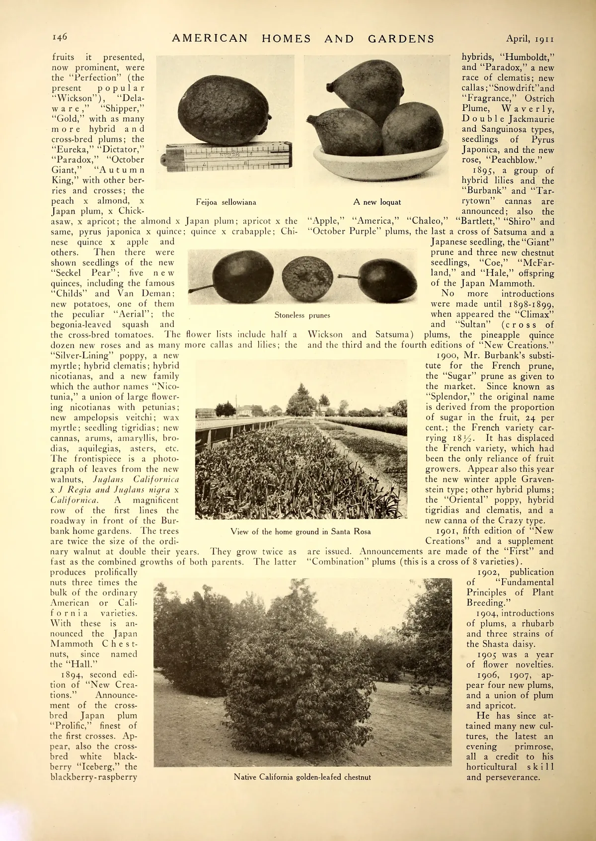 feijoa (Feijoa sellowiana), botanical illustration