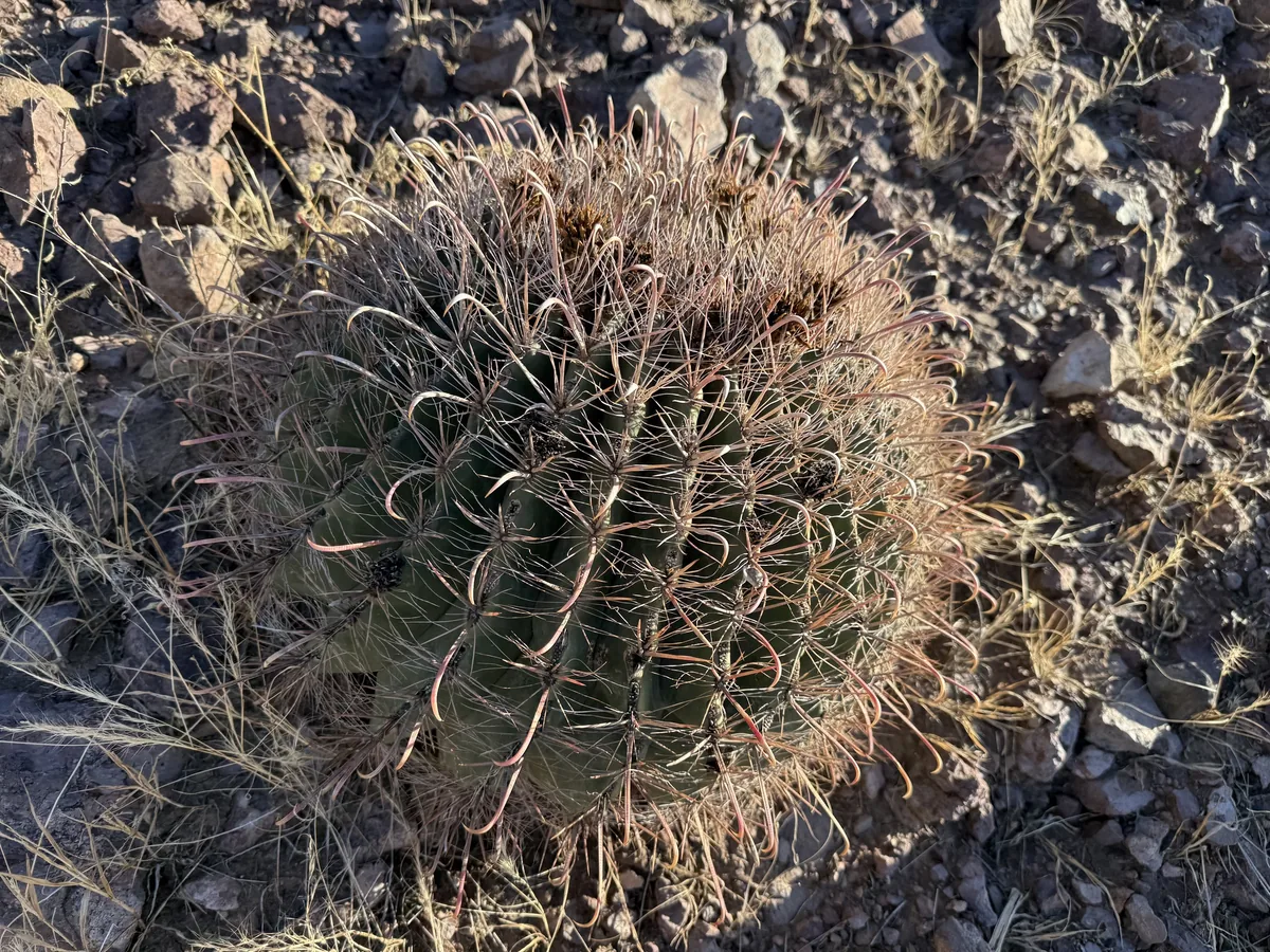 Barrel Cactus (Ferocactus wislizeni), photograph