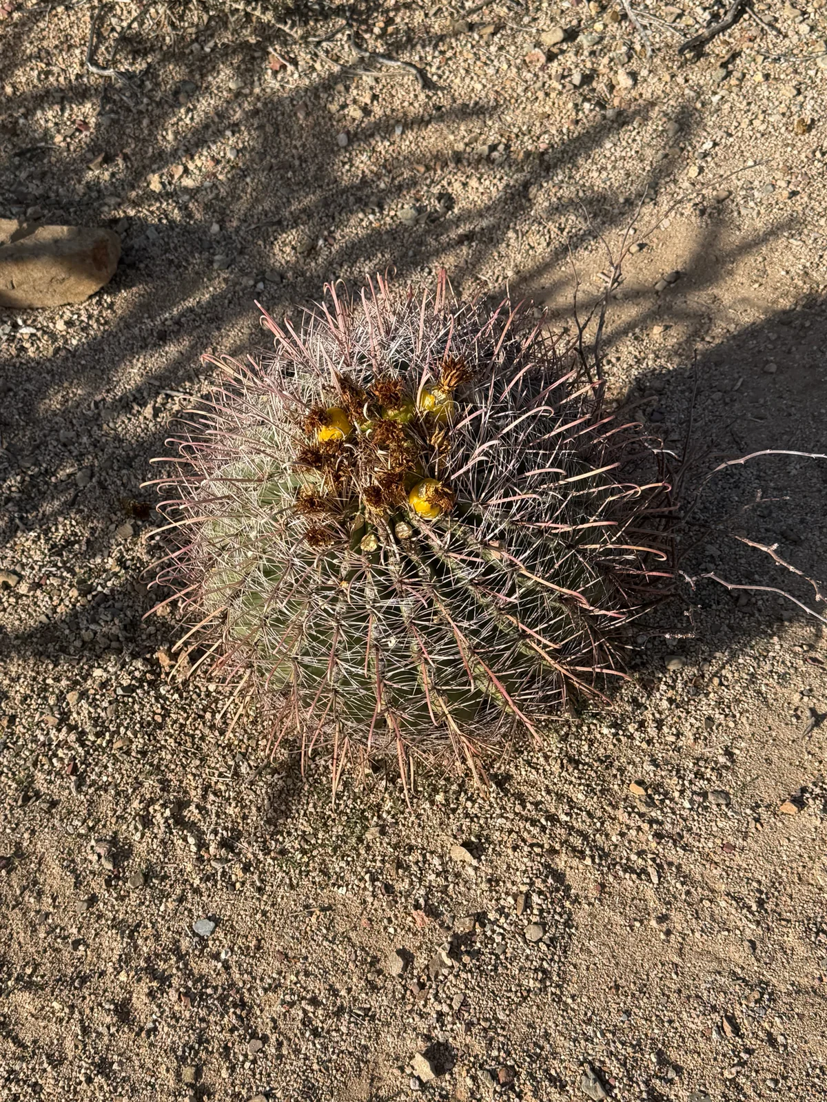 Barrel Cactus (Ferocactus wislizeni), photograph
