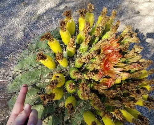 Photo: (c) Justin, some rights reserved (CC BY) · cc-by · via iNaturalist Barrel Cactus (Ferocactus wislizeni), photograph