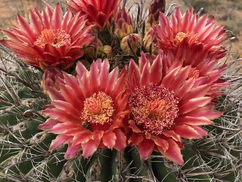 Photo: (c) CK2AZ, some rights reserved · CC BY · via iNaturalist barrel cactus (Ferocactus wislizeni), photograph