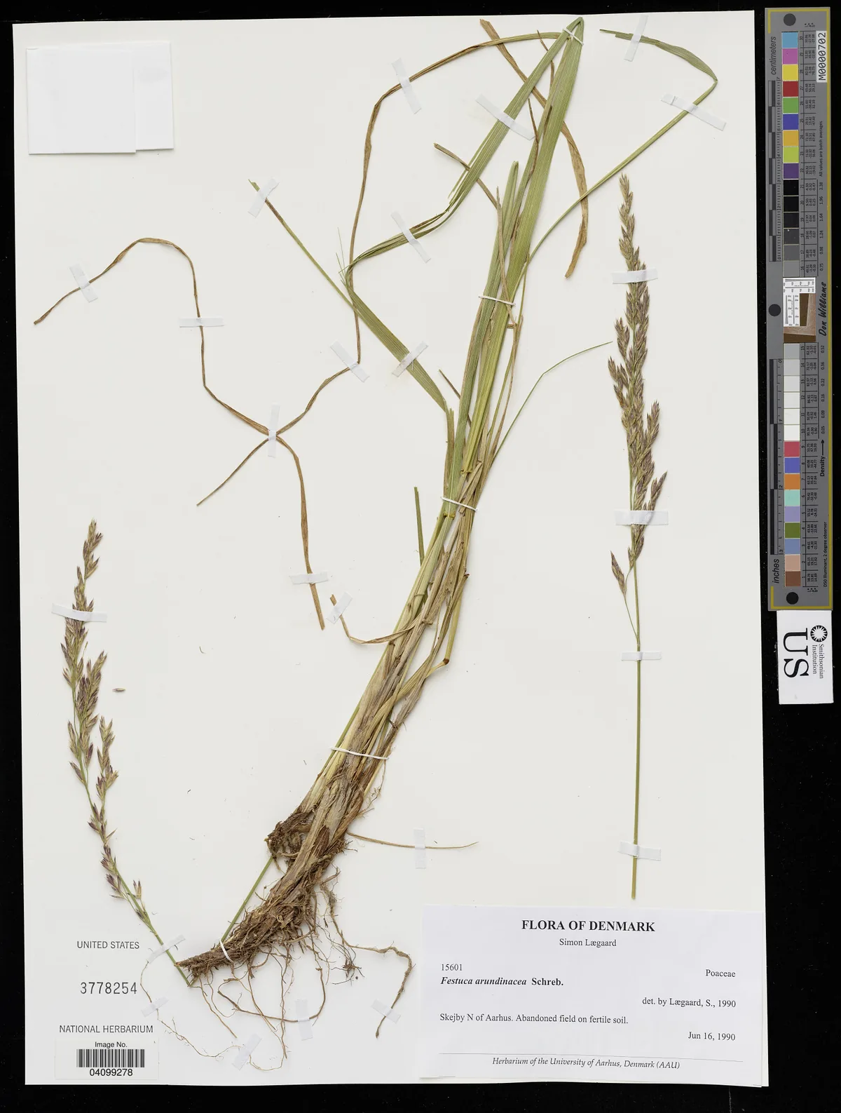 Tall Fescue (Festuca arundinacea), photograph
