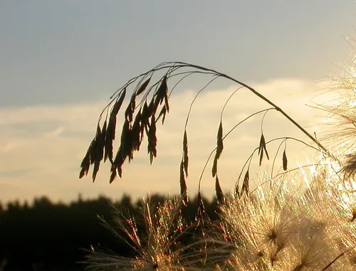 Photo: (c) Георгий Виноградов (Georgy Vinogradov), some rights reserved · CC BY · via iNaturalist tall fescue (Festuca arundinacea), photograph