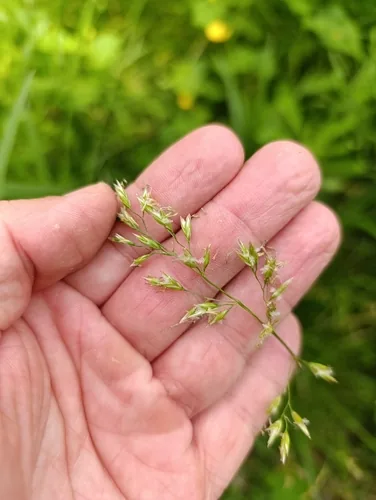 Photo: (c) Mariano Cosentino, some rights reserved (CC BY) · cc-by · via iNaturalist Tall Fescue (Festuca arundinacea), photograph
