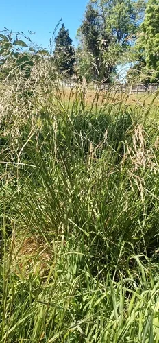 Tall Fescue (Festuca arundinacea), photograph