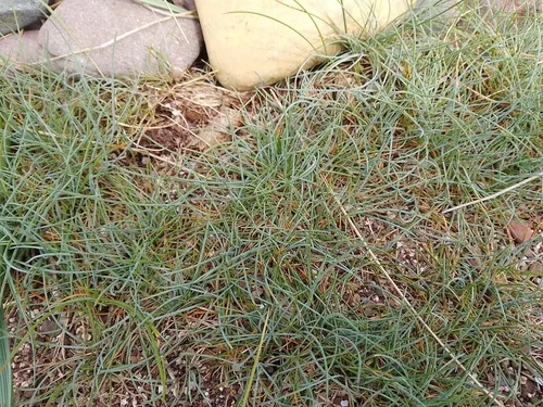 Photo: no rights reserved · CC0 · via iNaturalist blue fescue (Festuca glauca), photograph