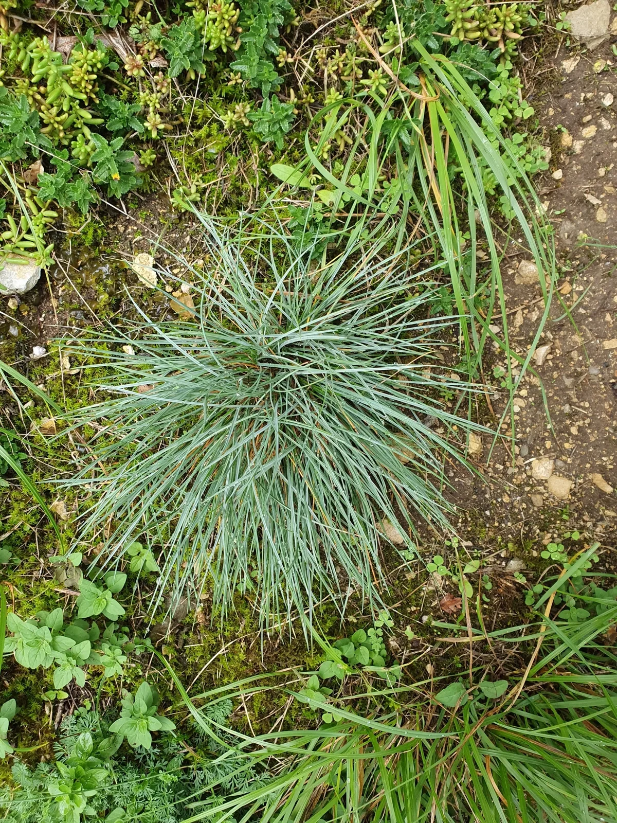 Photo: ragged-robin, via iNaturalist · CC BY · via GBIF Blue Fescue (Festuca glauca), photograph