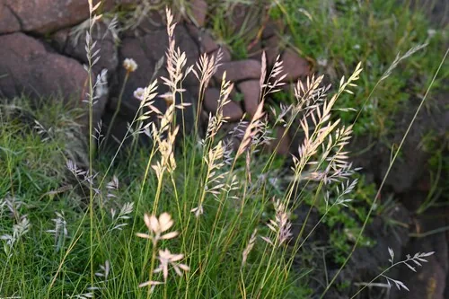 Fine Fescue (Festuca rubra), photograph