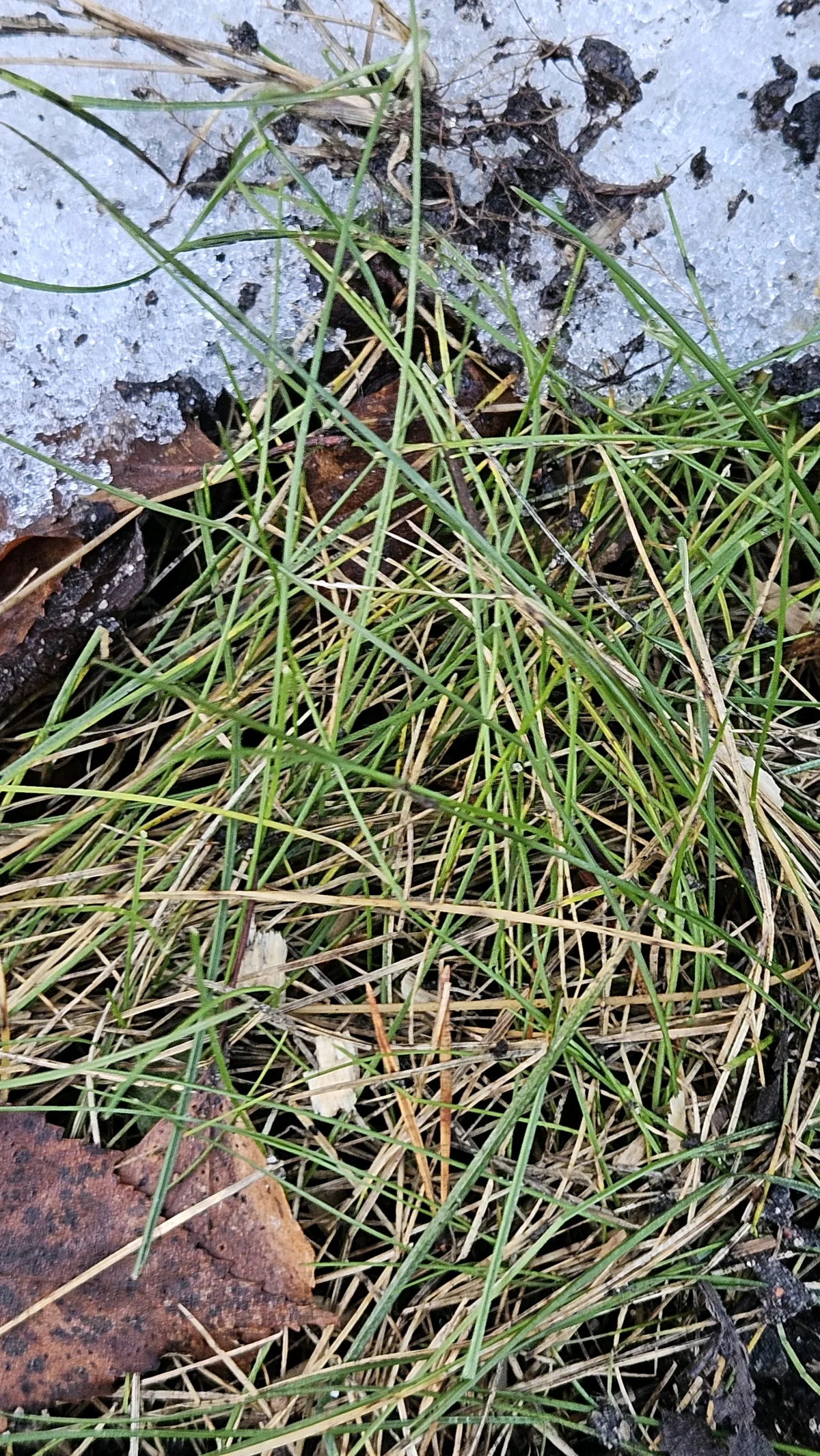 Fine Fescue (Festuca rubra), photograph