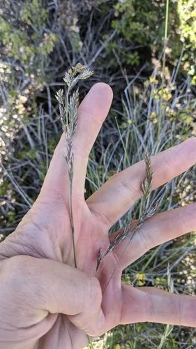 Photo: (c) Trevor Van Loon, some rights reserved (CC BY) · cc-by · via iNaturalist Fine Fescue (Festuca rubra), photograph