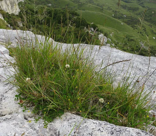 Fine Fescue (Festuca rubra), photograph
