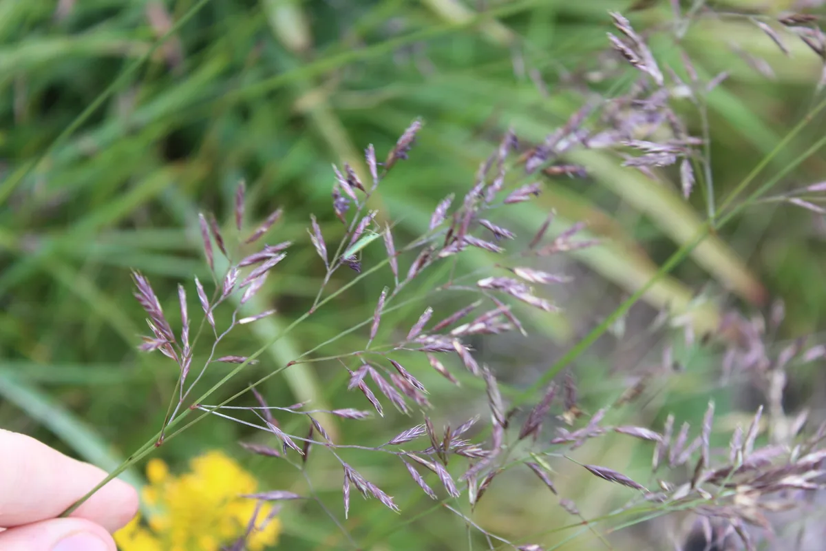 fine fescue (Festuca rubra), photograph