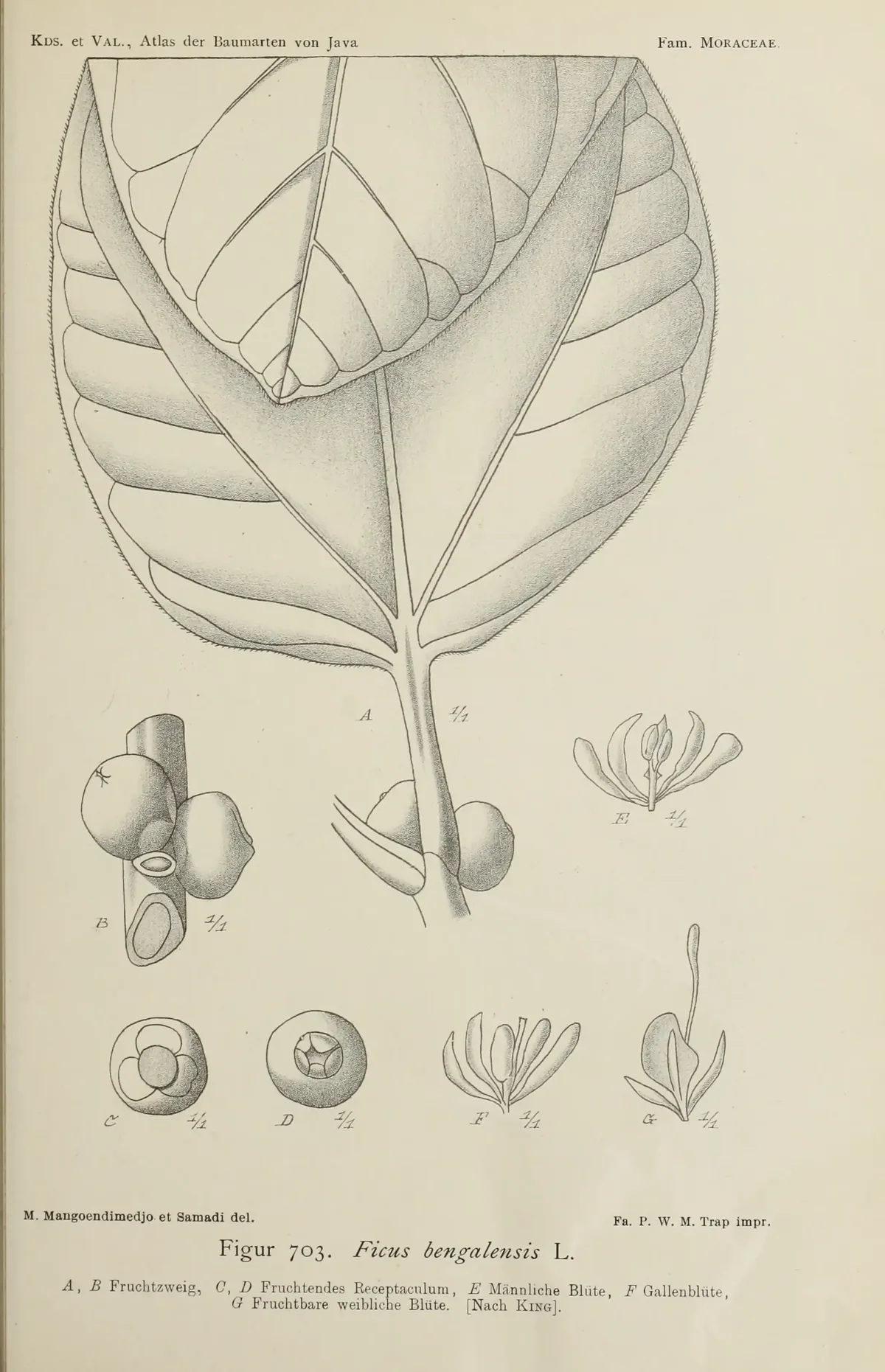 Banyan (Ficus benghalensis), botanical illustration
