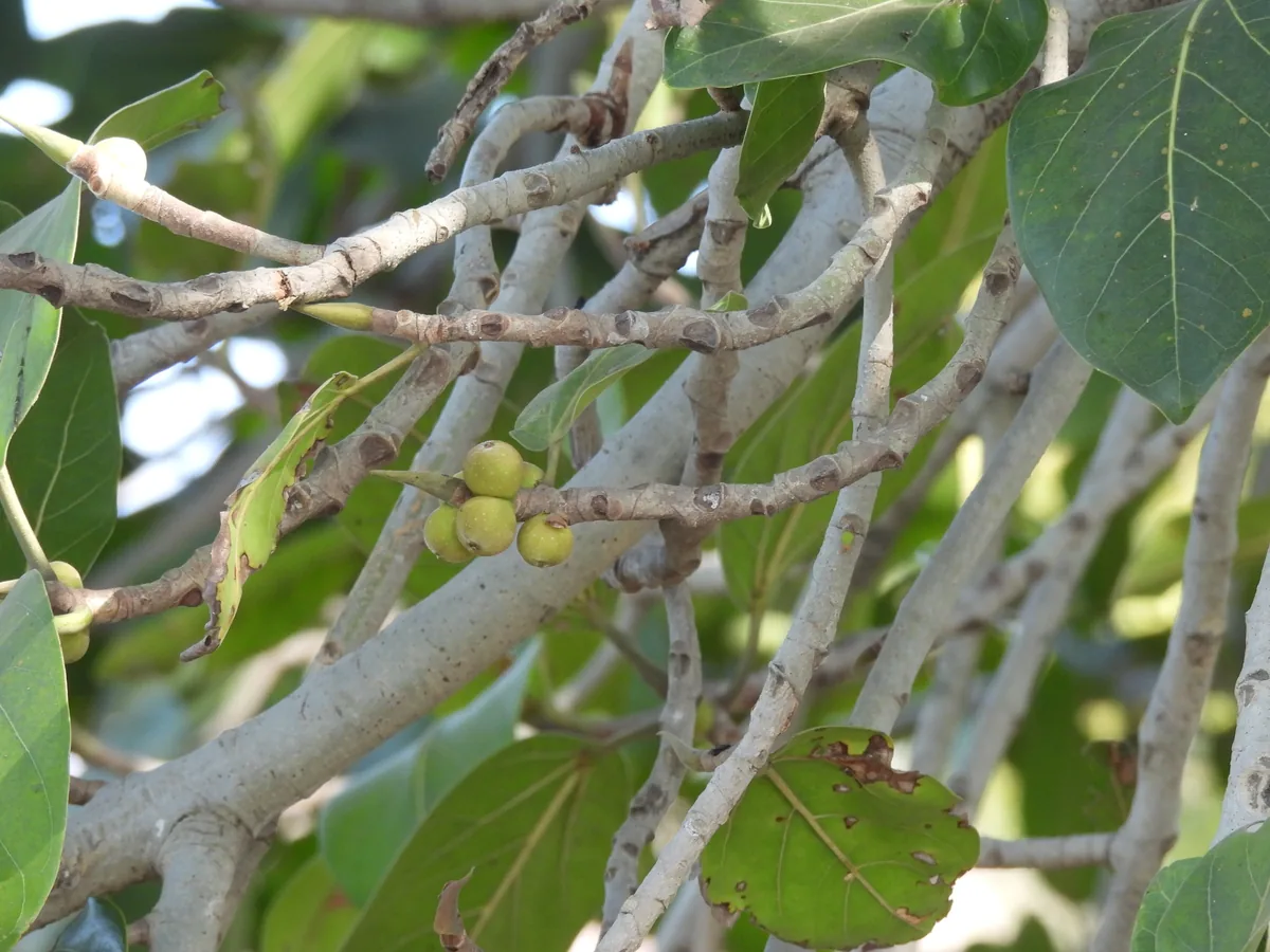 Banyan (Ficus benghalensis), photograph