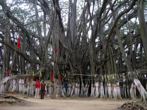 Photo: (c) Yoav Daniel Bar-Ness, some rights reserved · CC BY · via iNaturalist banyan (Ficus benghalensis), photograph